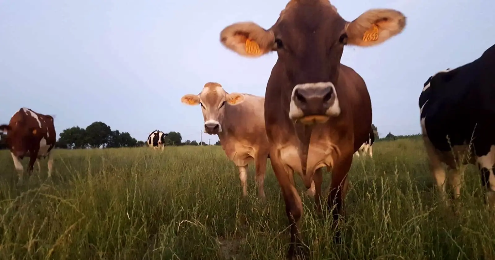 whatsapp-image-2019-01-08-at-20.59.45-1